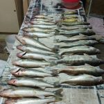 Fresh perch catch ice fishing Lake Erie