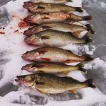 Lake Erie Perch